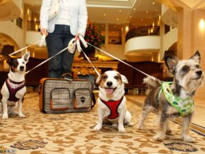 Pet-Friendly Hotels Las Vegas Strip