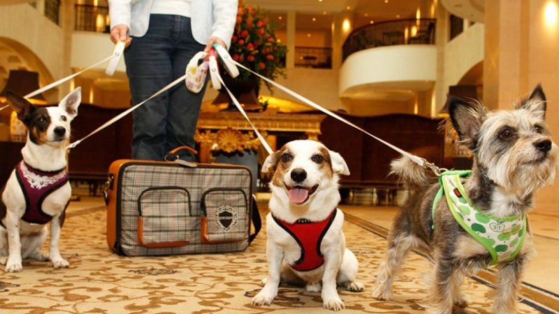 Pet-Friendly Hotels Las Vegas Strip