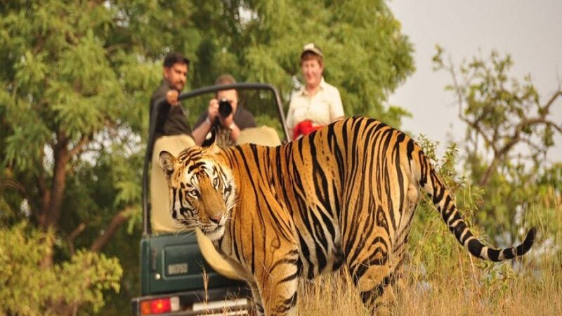 Chitwan Jungle Safari Tour