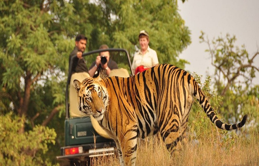 Chitwan Tour Package 2 Nights 3 Days Jungle Safari Tour – A Thrilling Getaway to Nepal’s Wild Heart