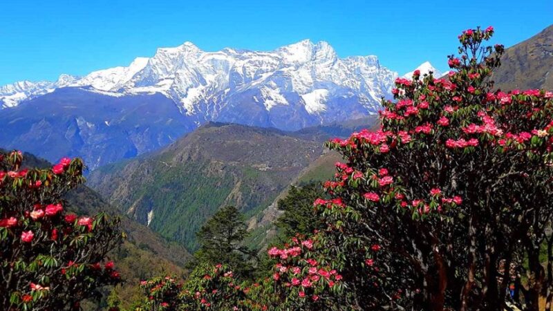 Rhododendron Forests to Alpine Deserts